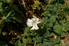 Silene uniflora uniflora