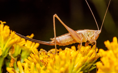 Prairie Meadow Katydid photo 5