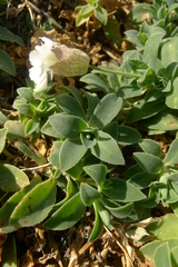 Silene uniflora uniflora