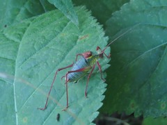 Barbitistes serricauda