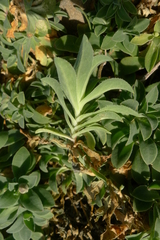 Silene uniflora uniflora