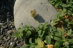 Silene uniflora uniflora