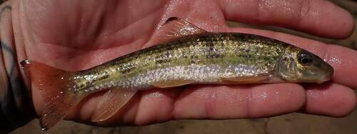 Black jumprock (Moxostoma cervinum) — Catostomidae — 2