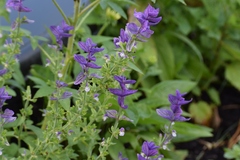 Salvia viridis