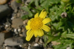 Senecio lautus