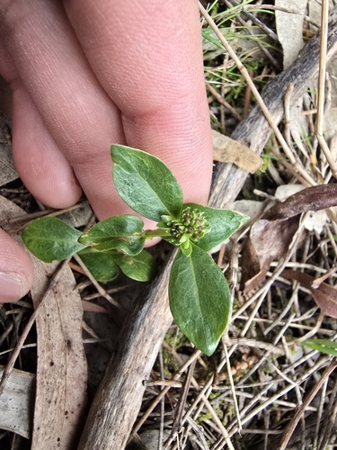 Image of Opercularia ovata by (c) Josh, some rights reserved (CC BY)