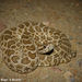 Western Massasauga - Photo (c) Beren Erkan (herper/photographer), some rights reserved (CC BY-NC), uploaded by Beren Erkan (herper/photographer)