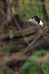 Pseudocolaptes boissonneautii