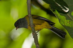 Cnemoscopus rubrirostris