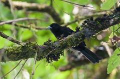 Cacicus chrysonotus