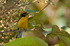 Myioborus melanocephalus