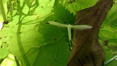 Pterophorus