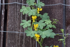 Tropaeolum peregrinum