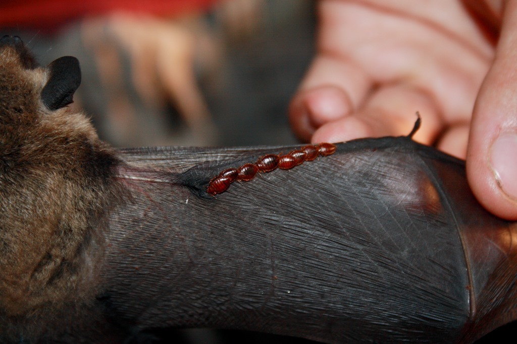 Bat bug (Cimex pilosellus)