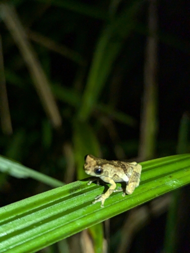 Boulenger´s Amazon Frog, Dendropsophus parviceps
