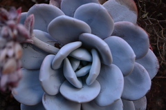 Echeveria laui