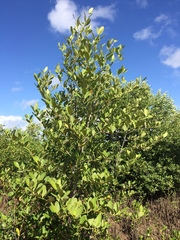Avicennia schaueriana