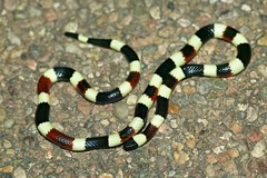 Micruroides euryxanthus euryxanthus