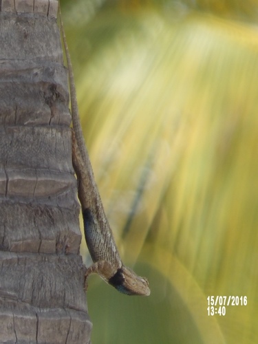 Clark's Spiny Lizard