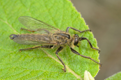 Machimus rusticus