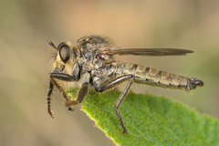 Machimus rusticus