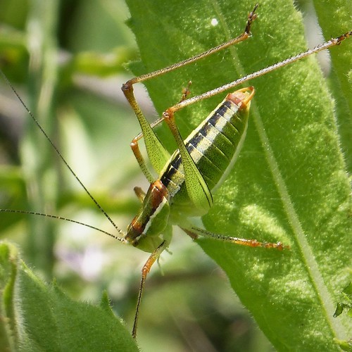 Subspecies Poecilimon jonicus jonicus · iNaturalist