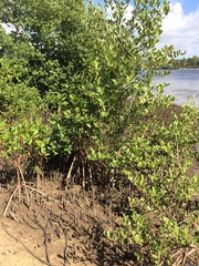 Avicennia schaueriana