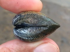 Anomalocardia flexuosa