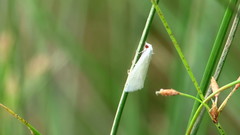Scirpophaga