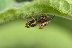 Rhagoletis cerasi