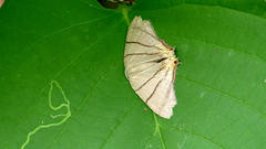 Orudiza protheclaria