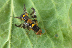 Rhagoletis cerasi