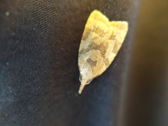 Sparganothis pilleriana