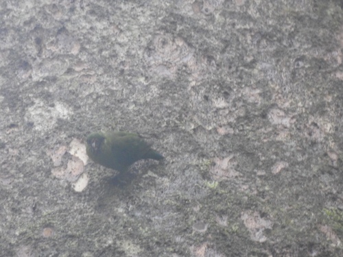 Micropsitta finschii, 2019-06-18