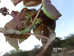Jatropha peltata