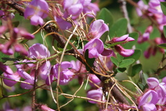 Robinia hispida