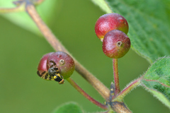 Rhagoletis cerasi