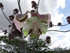 Jatropha peltata