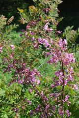 Robinia hispida