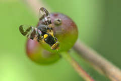 Rhagoletis cerasi