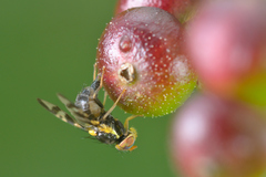 Rhagoletis cerasi
