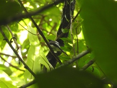 Rhipidura cockerelli