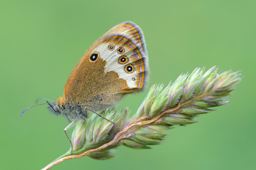 Pearly Heath photo 4