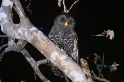 Black-banded Owl (Strix huhula), photo 9
