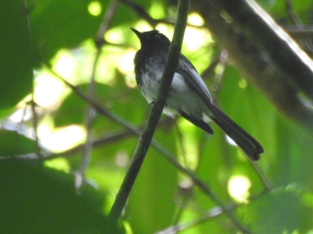 White-Winged Fantail