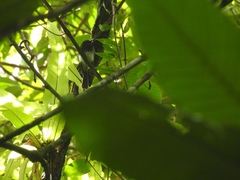 Rhipidura cockerelli