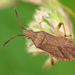 Slender-horned Leatherbug - Photo (c) Gilles San Martin, some rights reserved (CC BY-SA), uploaded by Gilles San Martin