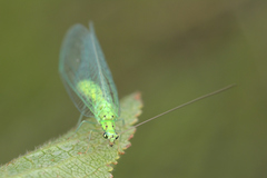 Pseudomallada ventralis