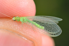 Pseudomallada prasinus