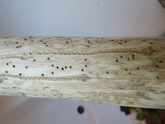 Phloeosinus